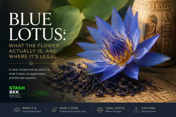 Blue lotus flower guide — Nymphaea caerulea botanical, history, effects and legal status