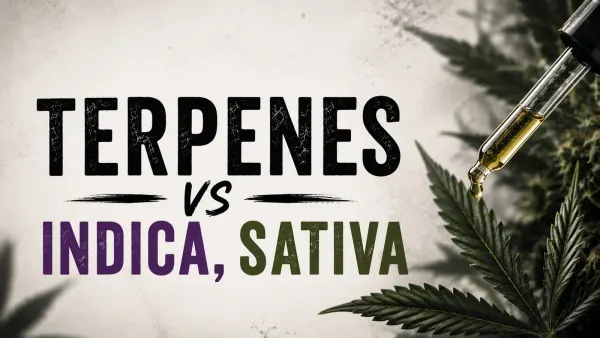 Cannabis flower close-up — terpenes vs indica sativa framework