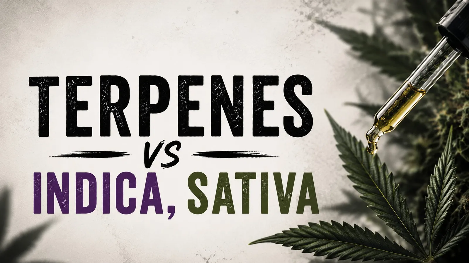 Cannabis flower close-up — terpenes vs indica sativa framework