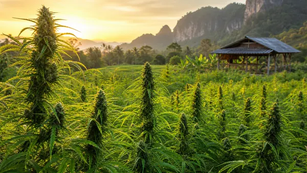 Thai landrace cannabis — pure equatorial sativa heritage strains from Thailand